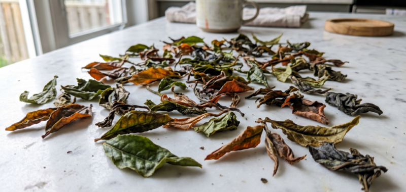 feuilles-the-semi-oxydees-macro-detail-couleur
