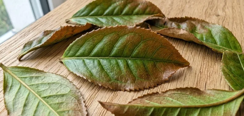 Gros plan rapproché sur des feuilles de thé oolong semi-oxydées montrant un dégradé naturel de couleur vert à brun sur les bords